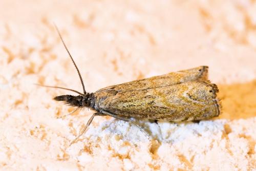 Réf. 335 186 : Platytes cerussella